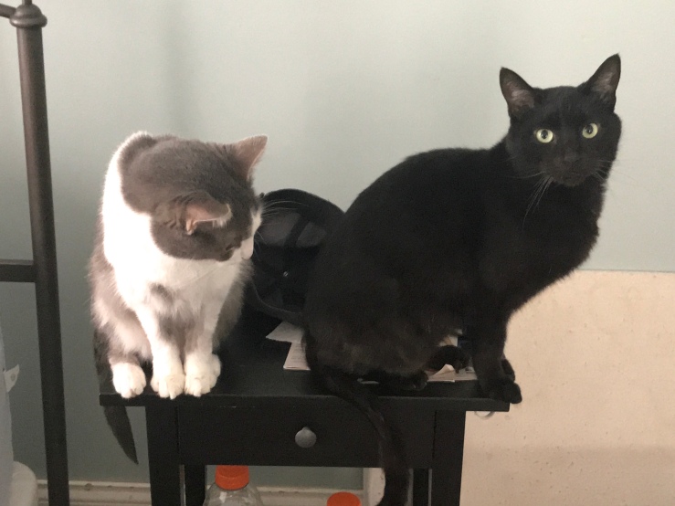 Gandalf and Otis pose