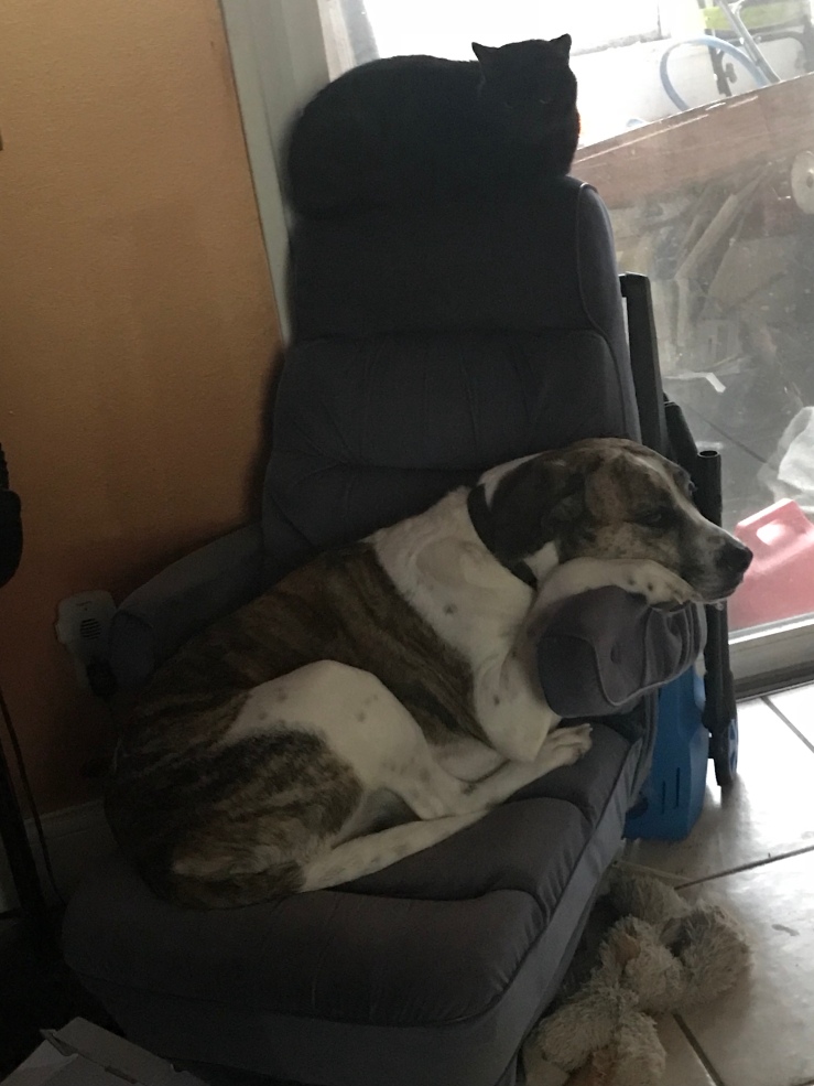 Otis perches on the van chair while Bailey takes a breather